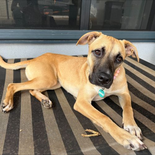 Maple - Mixed breed Dog