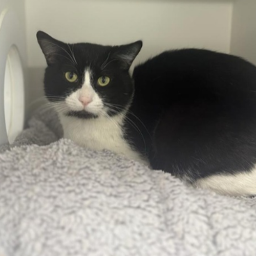 Carl - Domestic Short Hair Cat