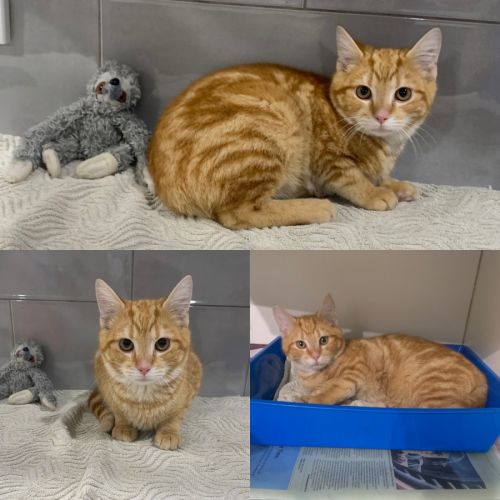 Blaze - Domestic Short Hair (DSH) Cat