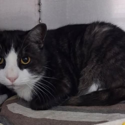 Milson Dumont - Domestic Short Hair Cat
