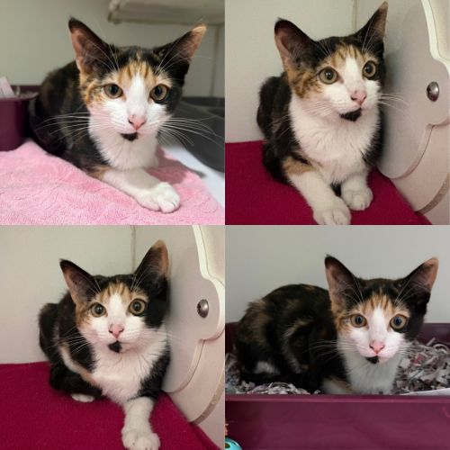 Stevie - Domestic Short Hair (DSH) Cat