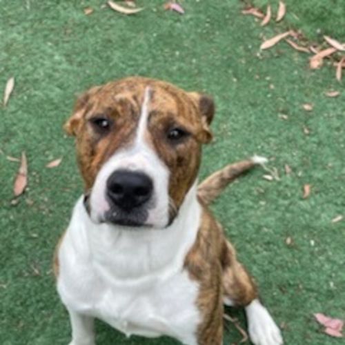 Dennis - American Staffordshire Terrier Dog