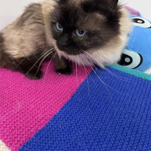 Shelby - Ragdoll Cat