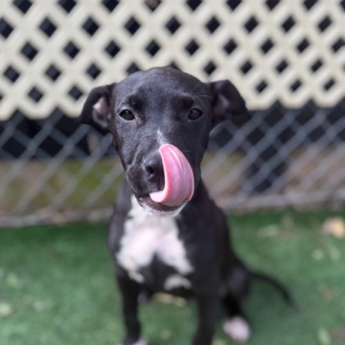 Posie - Staffordshire Bull Terrier Dog