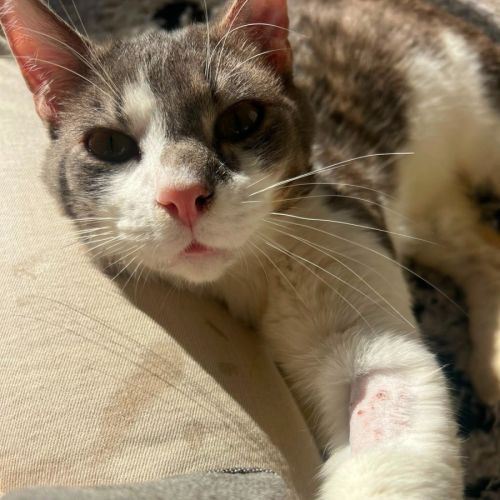 Howard - Domestic Short Hair (DSH) Cat