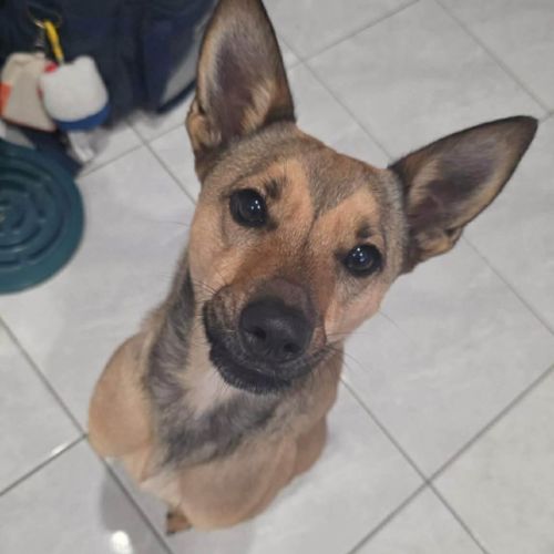 Hop Goodenia  - Australian Kelpie x Shih Tzu Dog