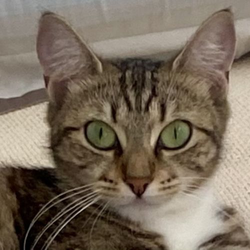 Bonny - Domestic Short Hair (DSH) Cat