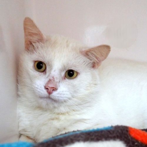 Bolt STA015717 - Domestic Short Hair (DSH) Cat