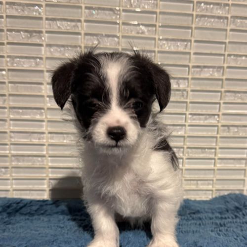 Rocco - Poodle (Toy) x Fox Terrier (Miniature) Dog