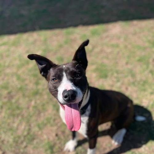 Toby - Bull Arab Dog