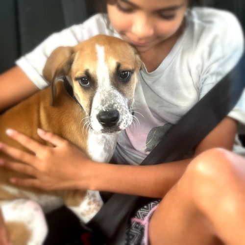 Goldie - Bull Arab Dog