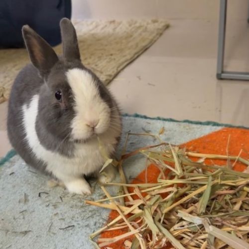 Arlo - Netherland Dwarf Rabbit