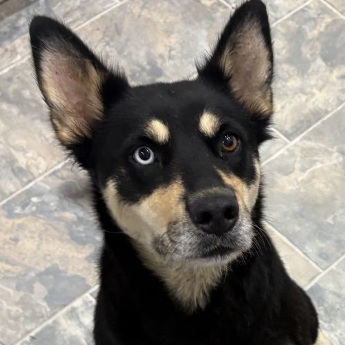Squirrel - Australian Kelpie Dog