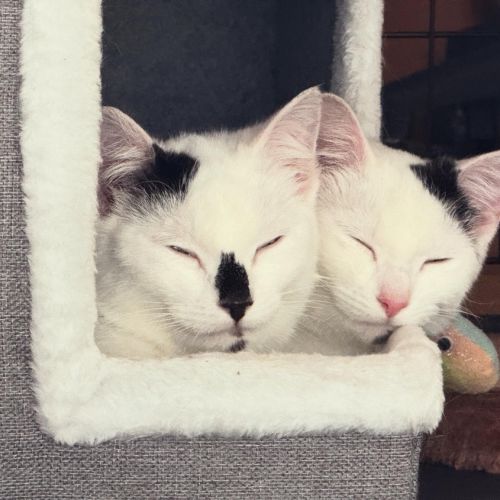 Sooty and Pickle - Domestic Short Hair (DSH) Cat
