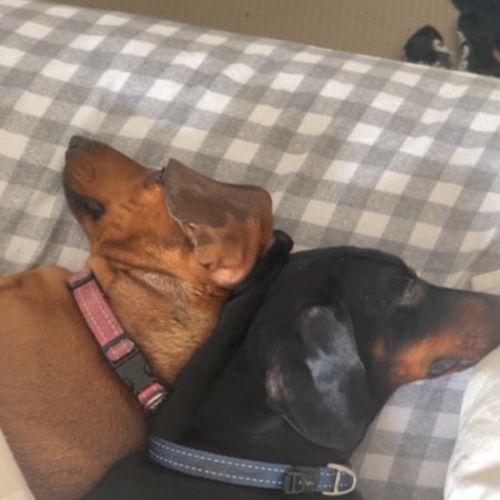 Max - Dachshund (Miniature Smooth Haired) Dog