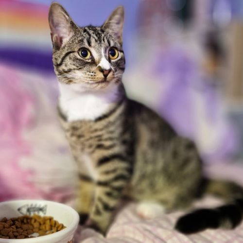 Abby - Domestic Short Hair (DSH) Cat