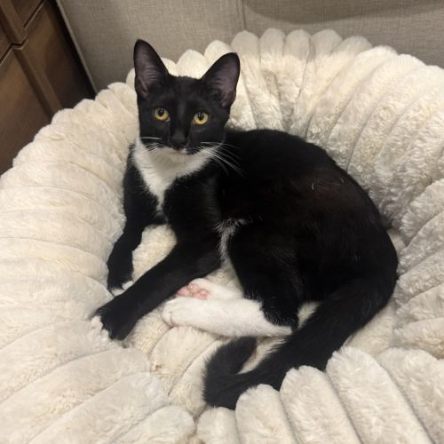 Aurora - Domestic Short Hair (DSH) Cat