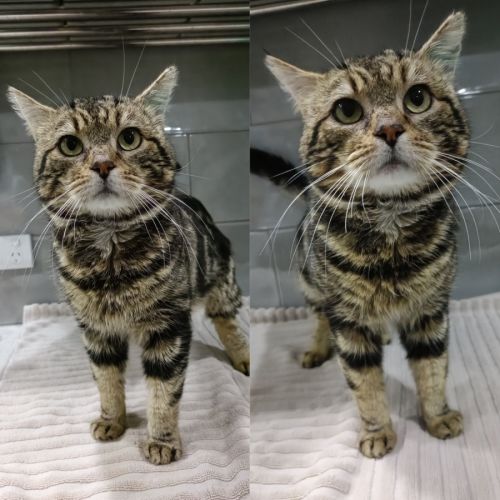 Cedar - Domestic Short Hair (DSH) Cat