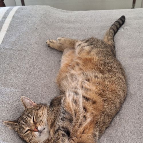 Lady - Domestic Short Hair (DSH) Cat