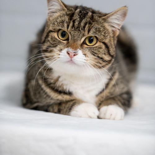 Winston - Domestic Short Hair Cat