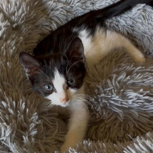 Possum - Domestic Short Hair (DSH) Cat