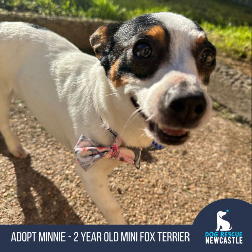 Minnie - 2 Year Old Mini Foxy - Fox Terrier (Miniature) Dog