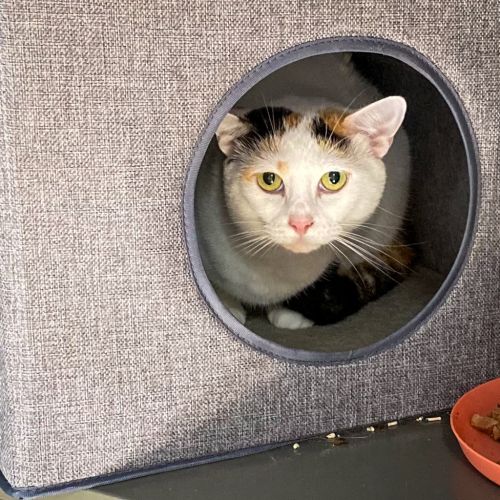 Ripples - Domestic Short Hair Cat