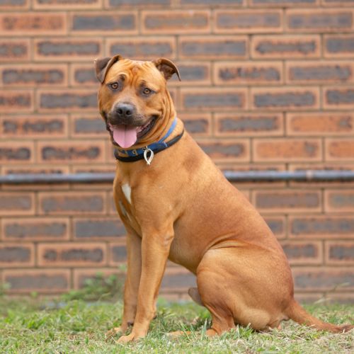 Bowie - American Staffy Dog