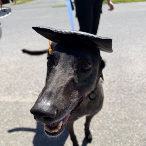 Jimmy  - Greyhound Dog
