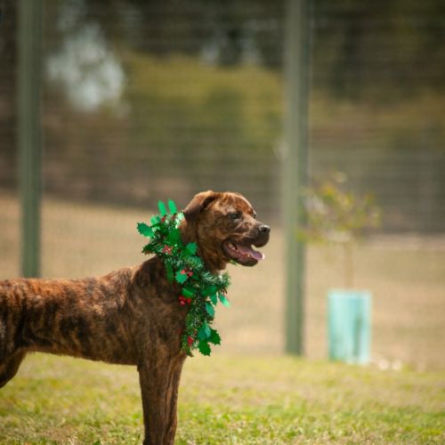 Elenor - Bull Arab x Rottweiler Dog