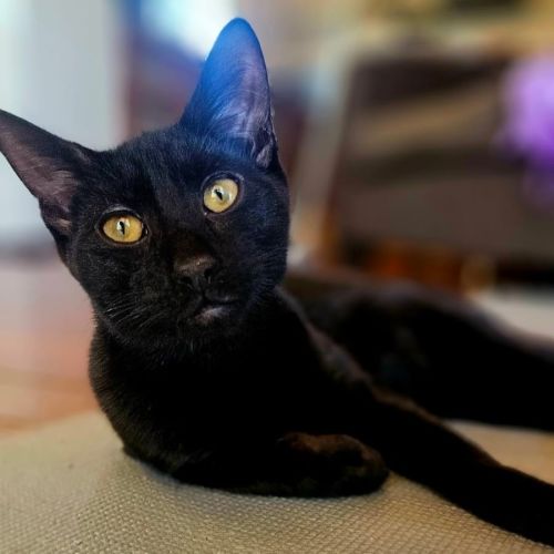 Fitzy - Bombay Cat