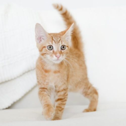 Hendrix - Domestic Short Hair (DSH) Cat