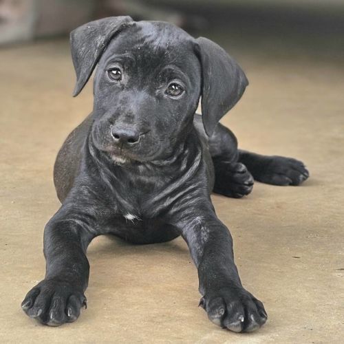 Roa - Mastiff Dog