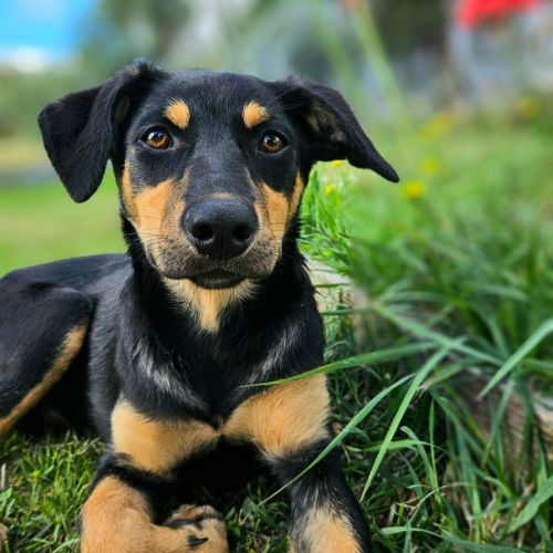 Tine - Australian Kelpie Dog