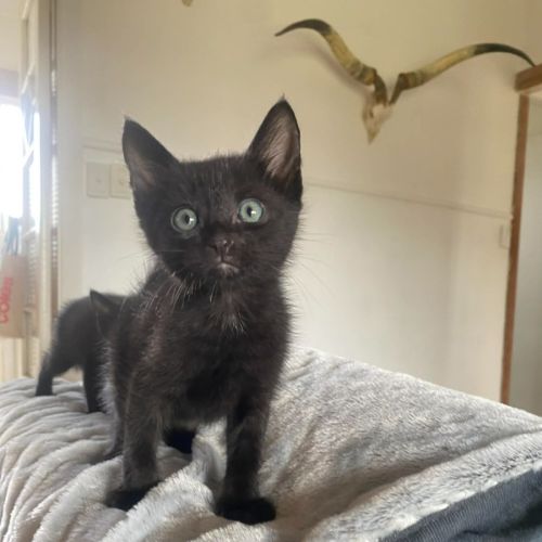 Ruby - Domestic Short Hair (DSH) Cat