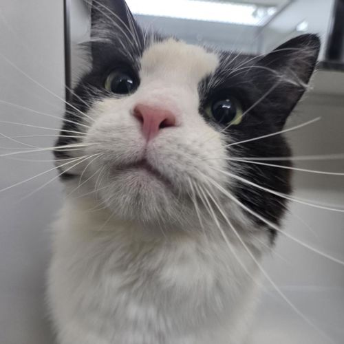 Willbur - Domestic Medium Hair Cat