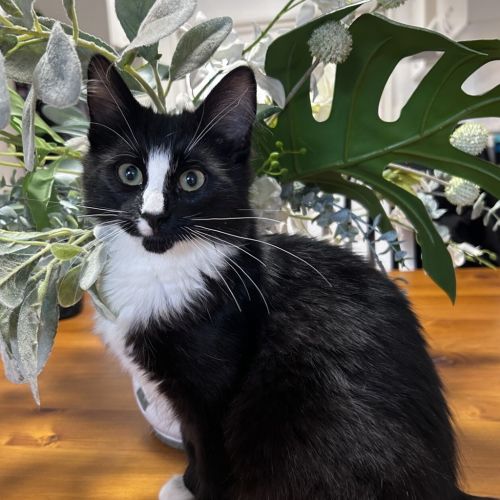 Micky - Domestic Medium Hair Cat