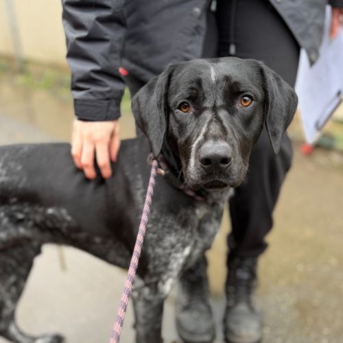 Diesel - German Shorthaired Pointer x Australian Cattle Dog