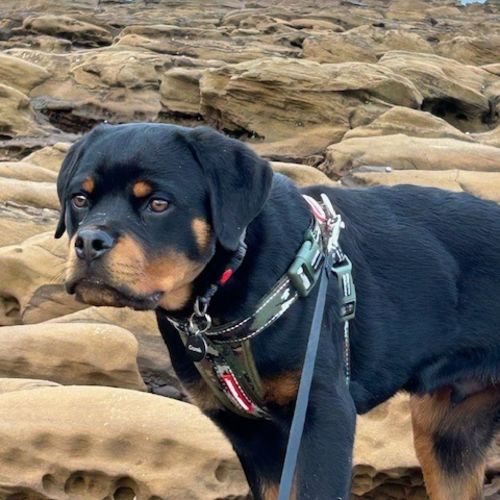 Milo - Rottweiler Dog
