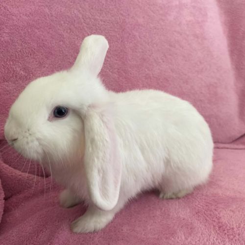 Vesper & Vin Diesel  - Mini Lop Rabbit