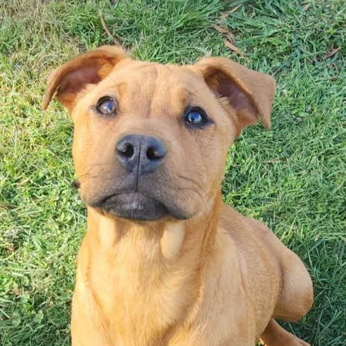 Taylor - Rottweiler x Staffordshire Bull Terrier Dog
