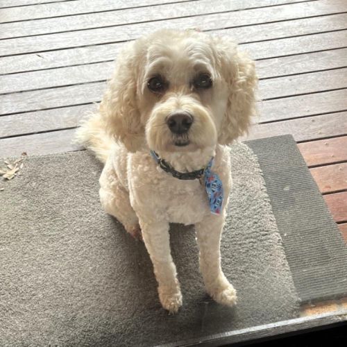 Charlie Cervantes - Cavalier King Charles Spaniel x Poodle Dog