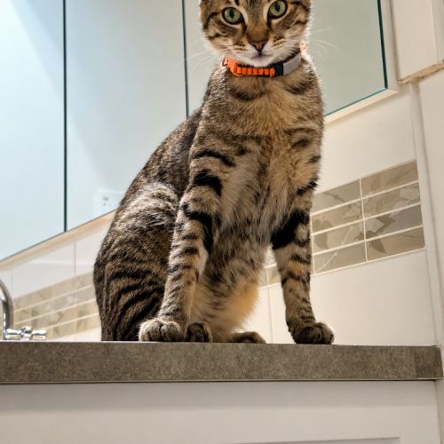 Satay - Domestic Short Hair (DSH) Cat