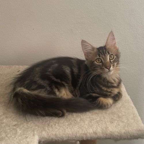 Dragonfly - Domestic Medium Hair (DMH) Cat