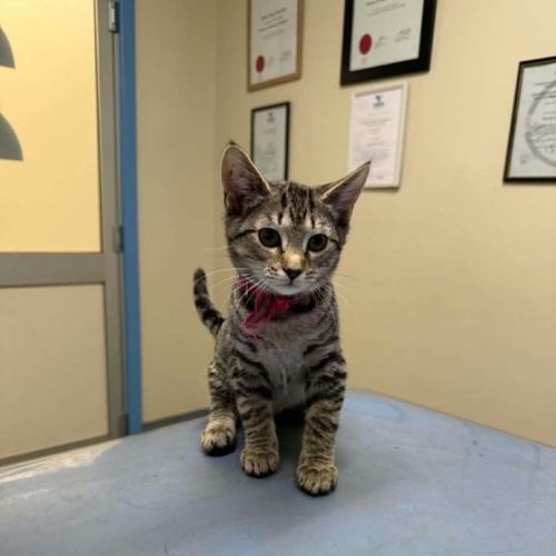 Malibu - Domestic Short Hair (DSH) Cat