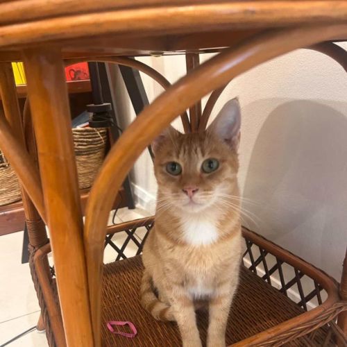 Ginny - Domestic Short Hair (DSH) Cat