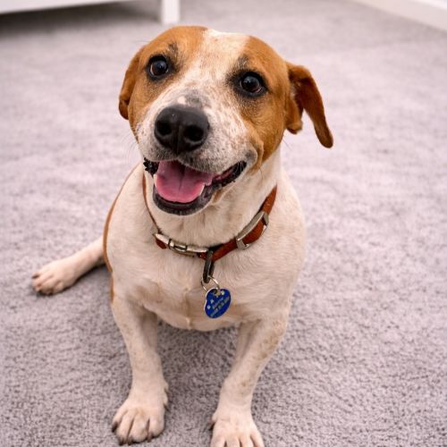 Dusty - Jack Russell Terrier x Mixed breed Dog
