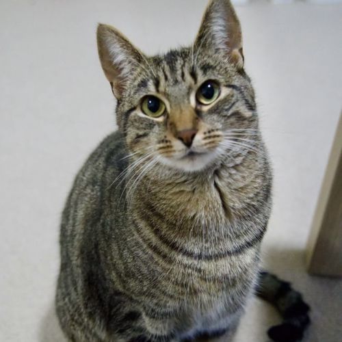 Wren - Domestic Short Hair (DSH) Cat