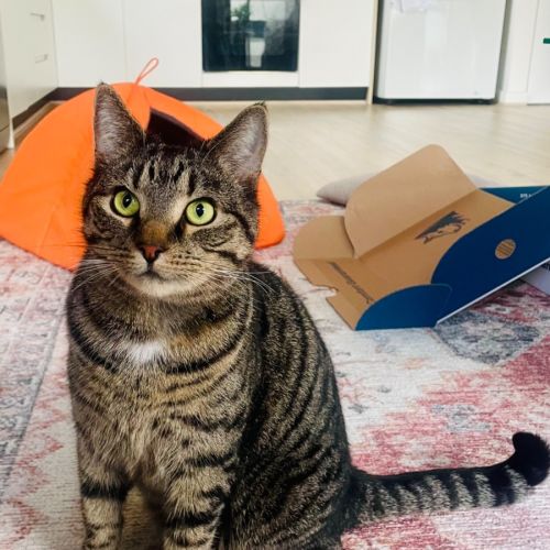 Jude - Domestic Long Hair (DLH) Cat