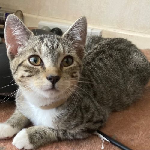 Jade - Domestic Medium Hair (DMH) Cat